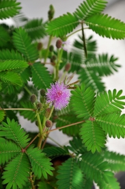 含羞草