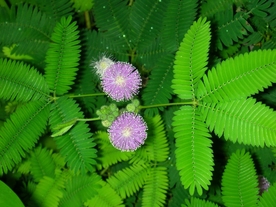 含羞草