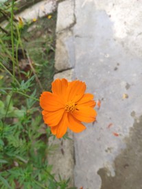 黄秋英