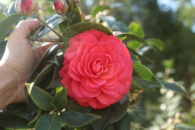 赤丹茶花
