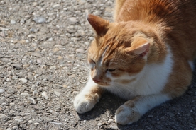 家猫