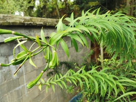 野百合