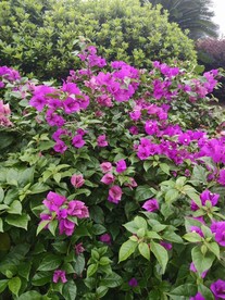 叶子花