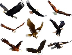 鹰png免扣高清素材