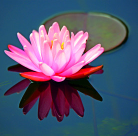 红莲花