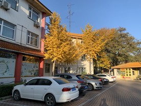 金色银杏