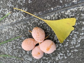 银杏果
