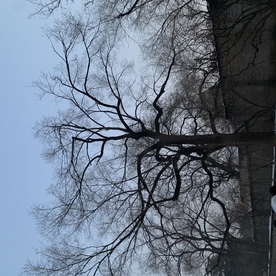写意树枝