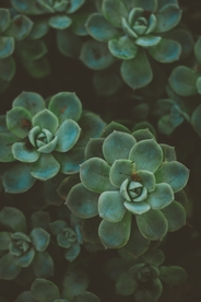 绿色多肉植物