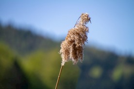 随风飘荡的芦苇