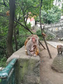 猴子母爱