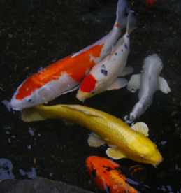 锦鲤