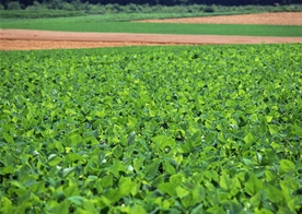 乡村田野