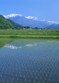 乡村田野