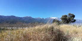 大山野草风景