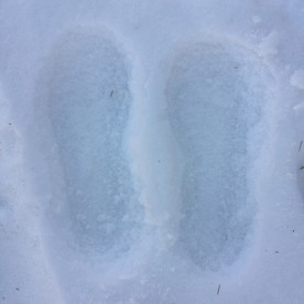 白雪鞋印