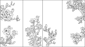 玉兰花