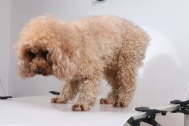 宠物狗狗 泰迪犬 可爱