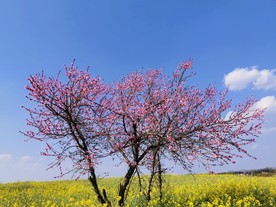 桃花特写