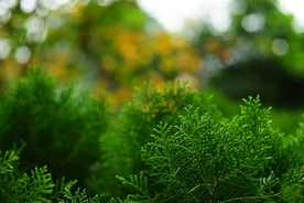 松树叶子虚化背景