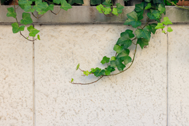 爬山虎