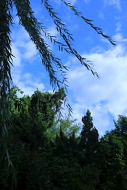 柏树枝
