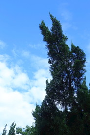 柏树枝