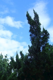 柏树枝