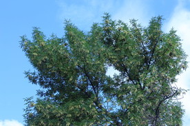 白蜡树