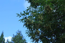 白蜡树
