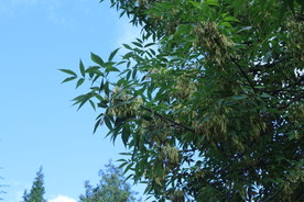 白蜡树