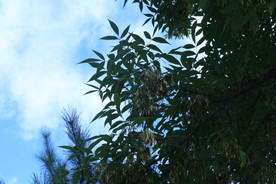 白蜡树