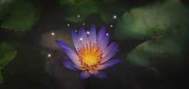 荷花 池塘