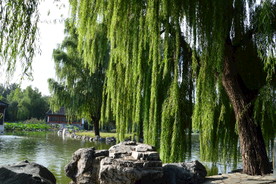 垂柳风景