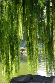 垂柳风景