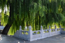 垂柳风景