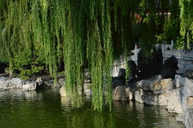 垂柳风景