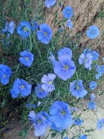 亚麻 野花 药材 植物 绿植