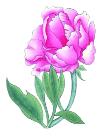 国画牡丹