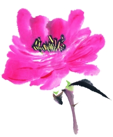 国画牡丹