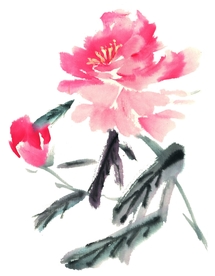 国画牡丹
