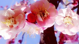 春天的花