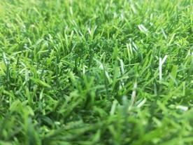 青青绿草 草坪 假草