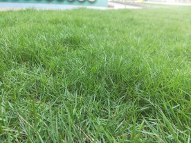 青青绿草 草坪 坚强的小草