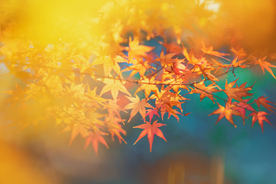 橙红色枫叶