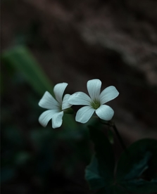 蓝色花