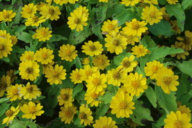 黄帝菊