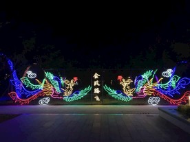 金凤腾飞