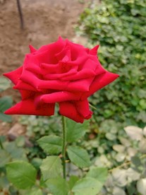 月季花 花朵 鲜花