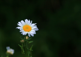 秋菊